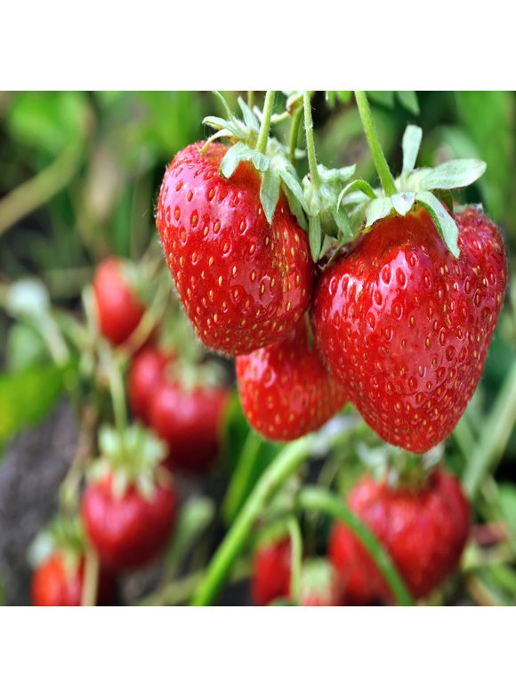Strawberry plants in Fruit Plants