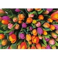 thumbnail image 2 of Piatnik Tulips Jigsaw Puzzle (1000 Pieces), 2 of 2