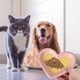 thumbnail image 5 of Cuenco de cerámica para mascotas, cuenco de agua para comida para gatos, plato poco profundo para gatos, plato bonito para mascotas, contenedor de alimentación, 5 of 6