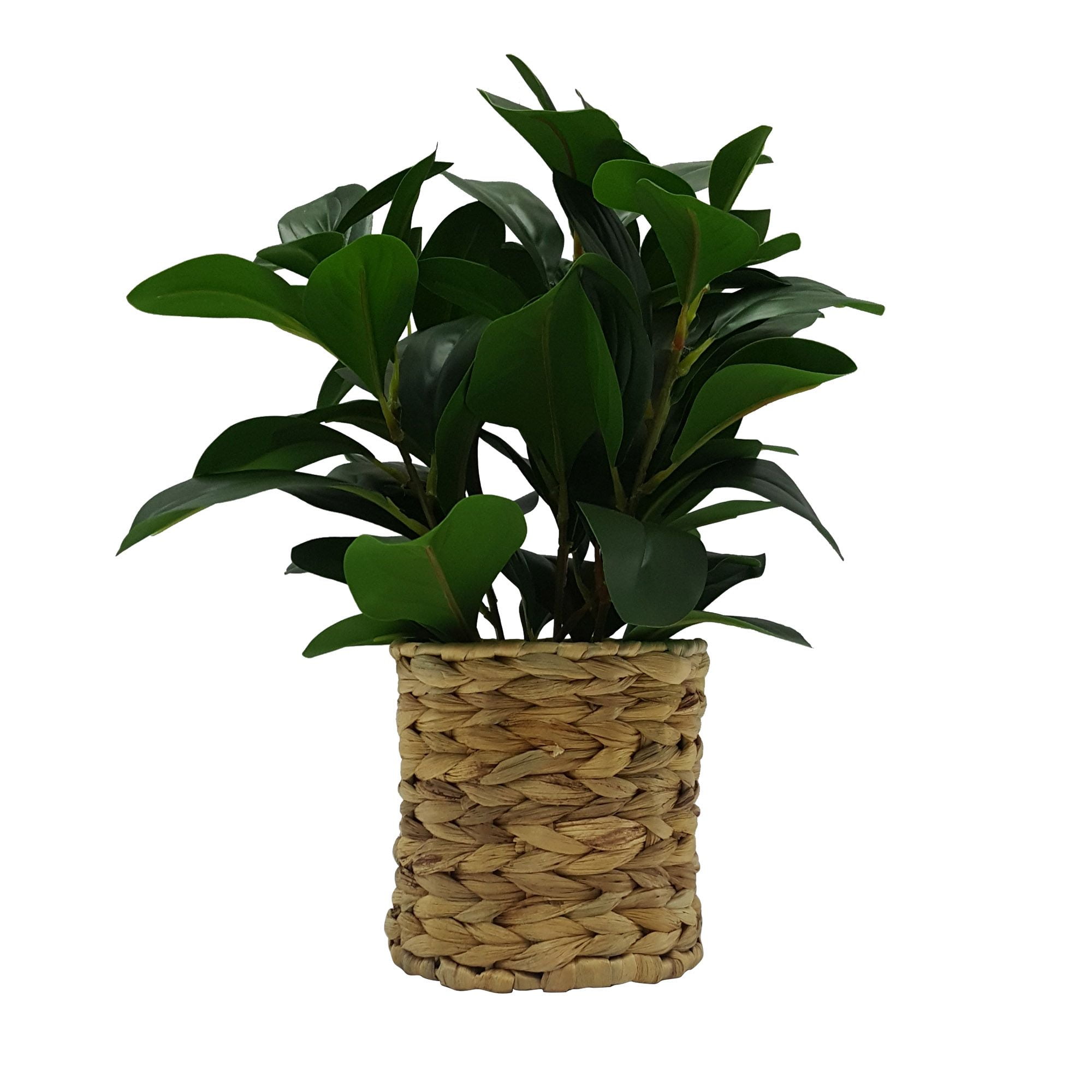 Better Homes & Gardens 13 in Artificial Peperomia Plant in Natural Wicker Basket