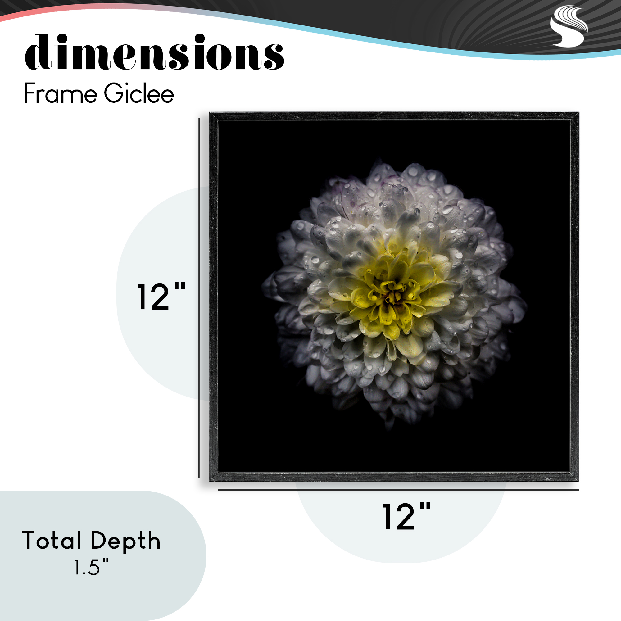 White And Yellow Mum Black Framed Giclee Art, design by Brian Carson Photography