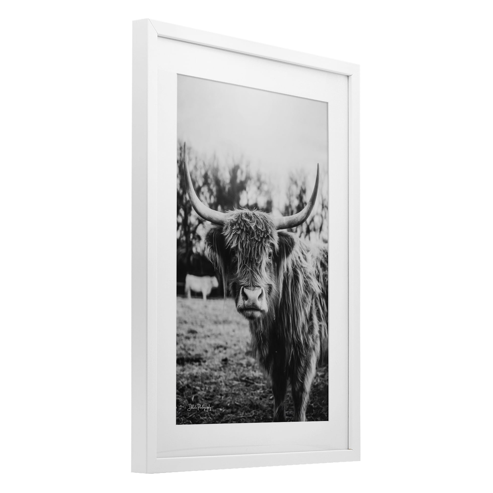 Stupell Industries Peering Highland Cattle White Framed Print Under Glass, design by Dakota Diener