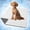 Gray/Light Grey, variant on PetAmi Dog Cooling Mat, Q-Max Pet Cooling Blanket with Thick Cushioning, Self Cooling Pad for Dogs & Cats,  Reversible Summer Mat for Crate, Couch, Kennel, Gray/Light Grey, Medium (29x40)