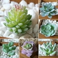 thumbnail image 2 of LUDLZ 2.36" Artificial Faux Small Succulent Plant, 2 of 2