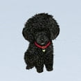 thumbnail image 2 of CafePress - Poodle Pup (Blk) Long Sleeve Infant T Shirt - Long Sleeve Infant T-Shirt, 2 of 2