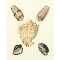 thumbnail image 2 of Knorr 20x24 Black Ornate Wood Framed with Double Matting Museum Art Print Titled - Knorr Shells IV, 2 of 4