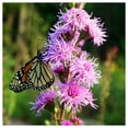 thumbnail image 3 of Everwilde Farms - 200 Button Blazing Star Native Wildflower Seeds - Gold Vault Seed Packet, 3 of 5