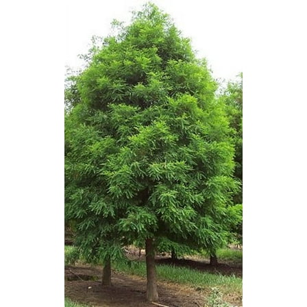 New Life Nursery and Garden Bald Cypress Live Plants