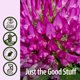 thumbnail image 5 of Suplemento Nature's Answer con flores de trébol rojo, 30 ml, 5 of 7