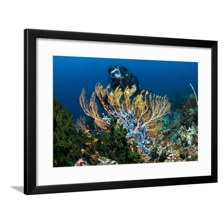SCUBA Diving, Indonesia Framed Print Wall Art By Georgette