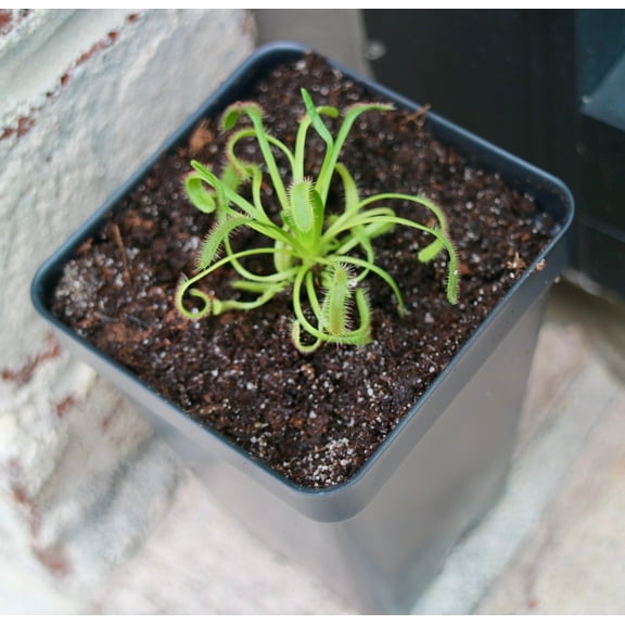 Bloomify Live Cape Sundew in Natural Soil – Gnat-Eating Carnivorous Plant with Pot, Easy Indoor Grow Kit for Beginners & Nature Enthusiasts