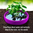 thumbnail image 4 of Planting Grow Rings, Round 7 inch, Perfect for Deep Watering Veggies Herbs and Flowers, Protection and Edging of Garden Plants, Purple, Made in The USA - Pack of 4, 4 of 10