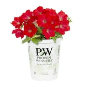 Expert Gardener Petunia 1PT Multi-color Live Plants