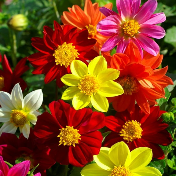 Outsidepride Dahlia Mignon Mix - 1000 Seeds