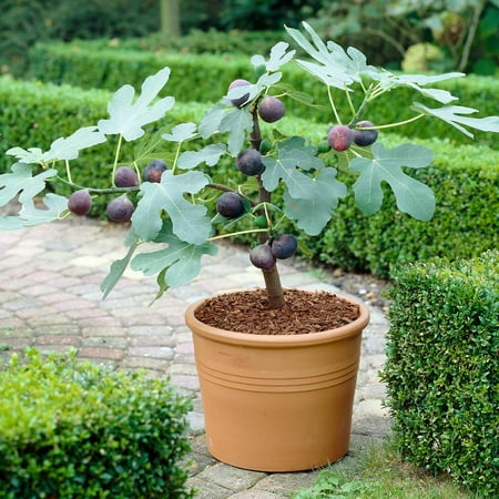 Brighter Blooms - Chicago Hardy Fig Tree, 2 Gal. - No Shipping To AK, AZ, HI, OR