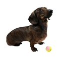 thumbnail image 2 of Pelotas de tenis Midlee X-Small Dog, 12 unidades, 3,8 cm de diámetro, 2 of 4