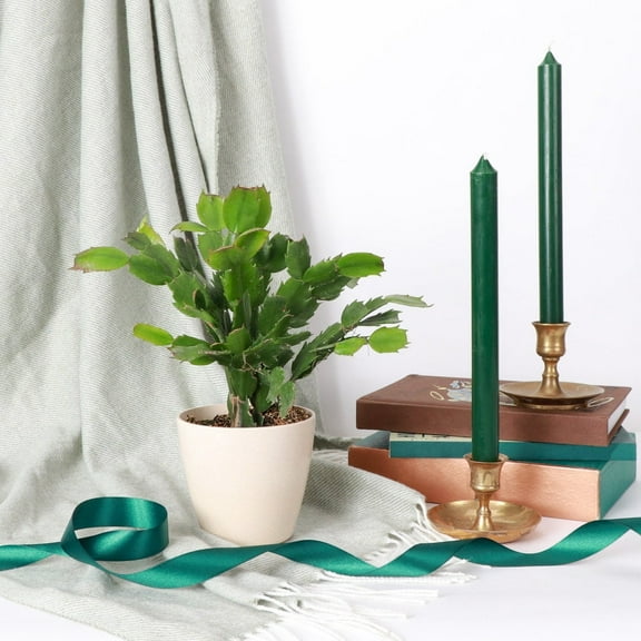 Live Holiday Cactus Plant - Christmas Cactus - 4" Decorative Eco Pot - Natural