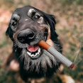 thumbnail image 5 of Interactive Giggles Stick Dog Toy, Cigarette Dog Toy, Squeaky Cigar Toys For 2025, 5 of 5