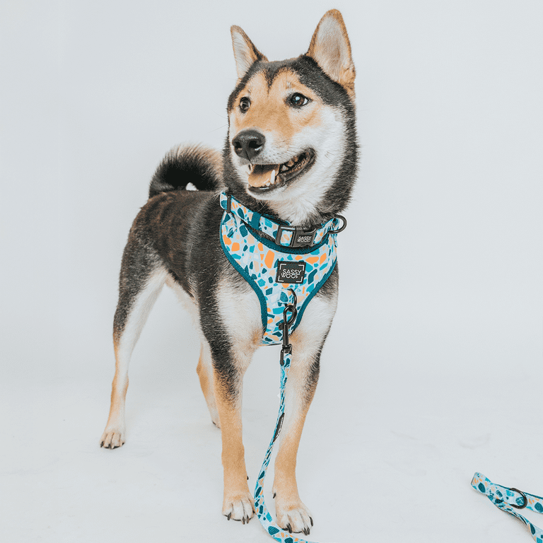 DOG♡ All smiles for Friday! 😄🎉 . . . #instagram #instagood