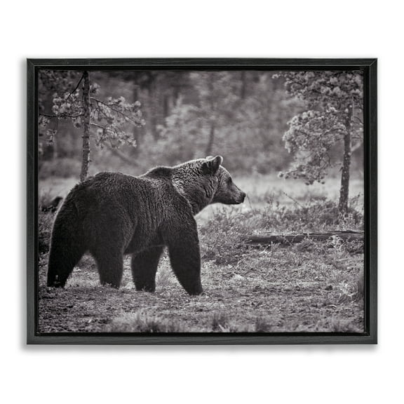 Stupell Industries Bear Stepping in Forest Animals & Insects Photography Black Floater Framed Canvas Art Print Wall Art, 21 x 17