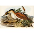 thumbnail image 2 of Gould, John 18x13 Black Modern Framed Museum Art Print Titled - Nankeen Night Heron-Nycticorax Caledonicus, 2 of 4