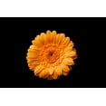 thumbnail image 2 of Brosius, Volker 14x11 White Modern Wood Framed Museum Art Print Titled - Gerbera gelb, 2 of 4