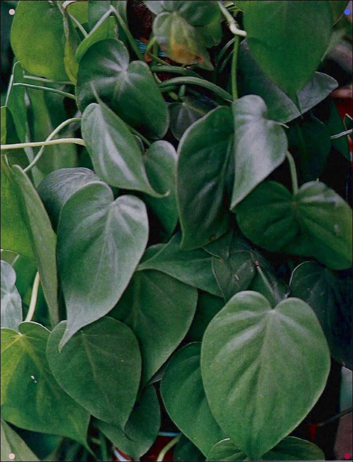 Philodendron Variety Pack - 3 Live Plants in 4 Inch Pots - Philodendron Erubescens - Grower's Choice of Extremely Rare and Beautiful Indoor Houseplants