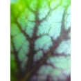 thumbnail image 2 of Grayscale 15x18 Black Ornate Wood Framed with Double Matting Museum Art Print Titled - Green Leaf VIII, 2 of 4