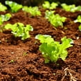thumbnail image 3 of TomorrowSeeds - Waldmann's Green Leaf Lettuce Seeds - 6000+ Count - For 2026 Planting Waldman's, 3 of 11