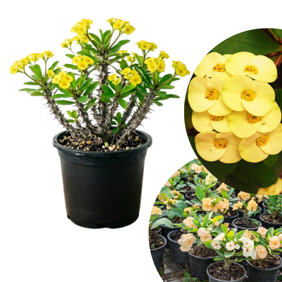 Euphorbia Crown of Thorns Plant Live, Yellow Crown of Thorns in 4 Inch Pot, Euphorbia Milii, Rare Succulents for Home Décor