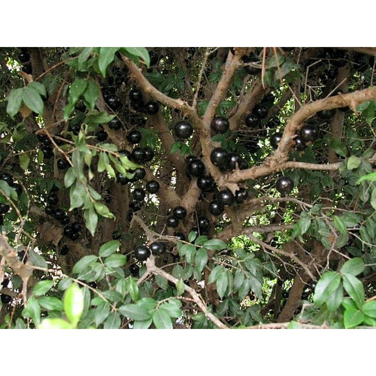 Jabuticaba Tree