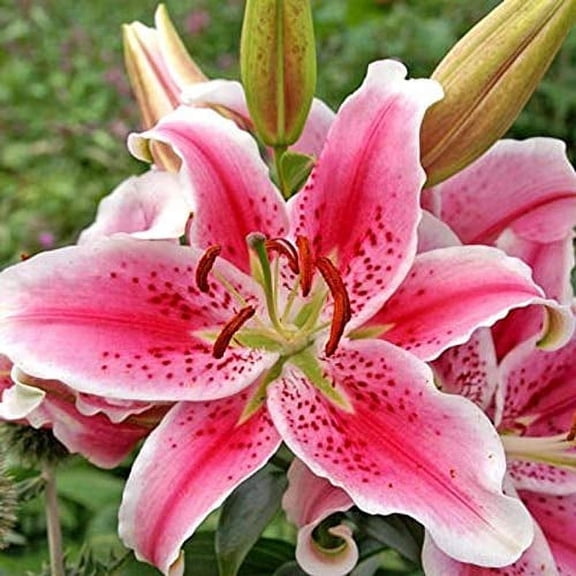 4 pc Stargazer Lily Bulbs Blessings Plants, Long Lasting Fragrance Flower