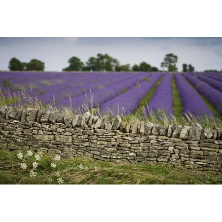 Cotswold Stone Wall With Lavender Fields, Snowshill Lavender Farm, Gloucestershire, UK, July 2008 Print Wall Art By Nick