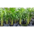 thumbnail image 2 of Palm Areca Dypsis lutescens 4 inch pot, 2 of 5
