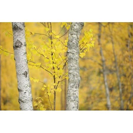 Betula Nigra River Birch Birch Trees (Betula Verrucosa or Pubescens) Oulanka, Finland, September 2008 Print Wall Art By Widstrand ()