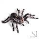 thumbnail image 4 of 4 Piezas 9,5 cm Gran Falso Juguete Modelo de Insecto Araña Realista Divertido Accesorio Aterrador de Halloween, 4 of 5