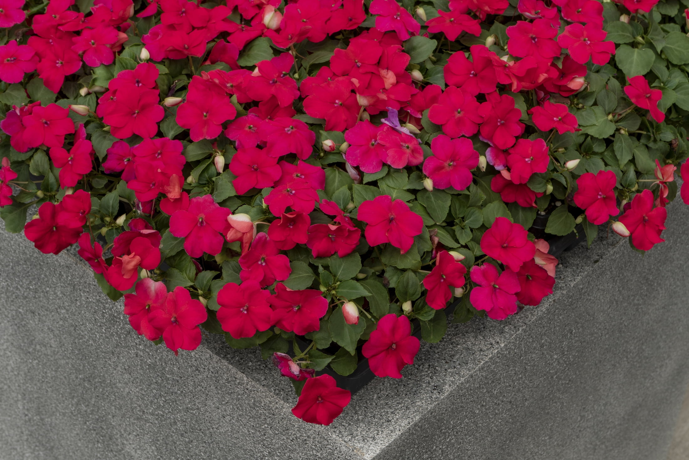 Expert Gardener 4PK Multicolor Impatiens Live Plants with Grower Pack