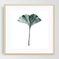 thumbnail image 2 of Ginkgo - Illustration Botanical Floral Nature Minimalist Sketch Watercolor Unframed Wall Art Print 16 x 16 inches, 2 of 9