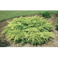 thumbnail image 5 of Gold Star Juniper - 60 Live Plants - Juniperus Chinensis - Drought Tolerant Cold Hardy Evergreen Ground Cover, 5 of 9