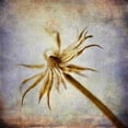 thumbnail image 3 of Malek, Honey 15x15 Black Modern Framed Museum Art Print Titled - Grunge Remnants III, 3 of 5