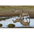 thumbnail image 2 of Jones, Adam 14x11 White Modern Wood Framed Museum Art Print Titled - Burchells Zebra and reflection-Equus burchellii-Serengeti National Park-Tanzania-Africa, 2 of 4