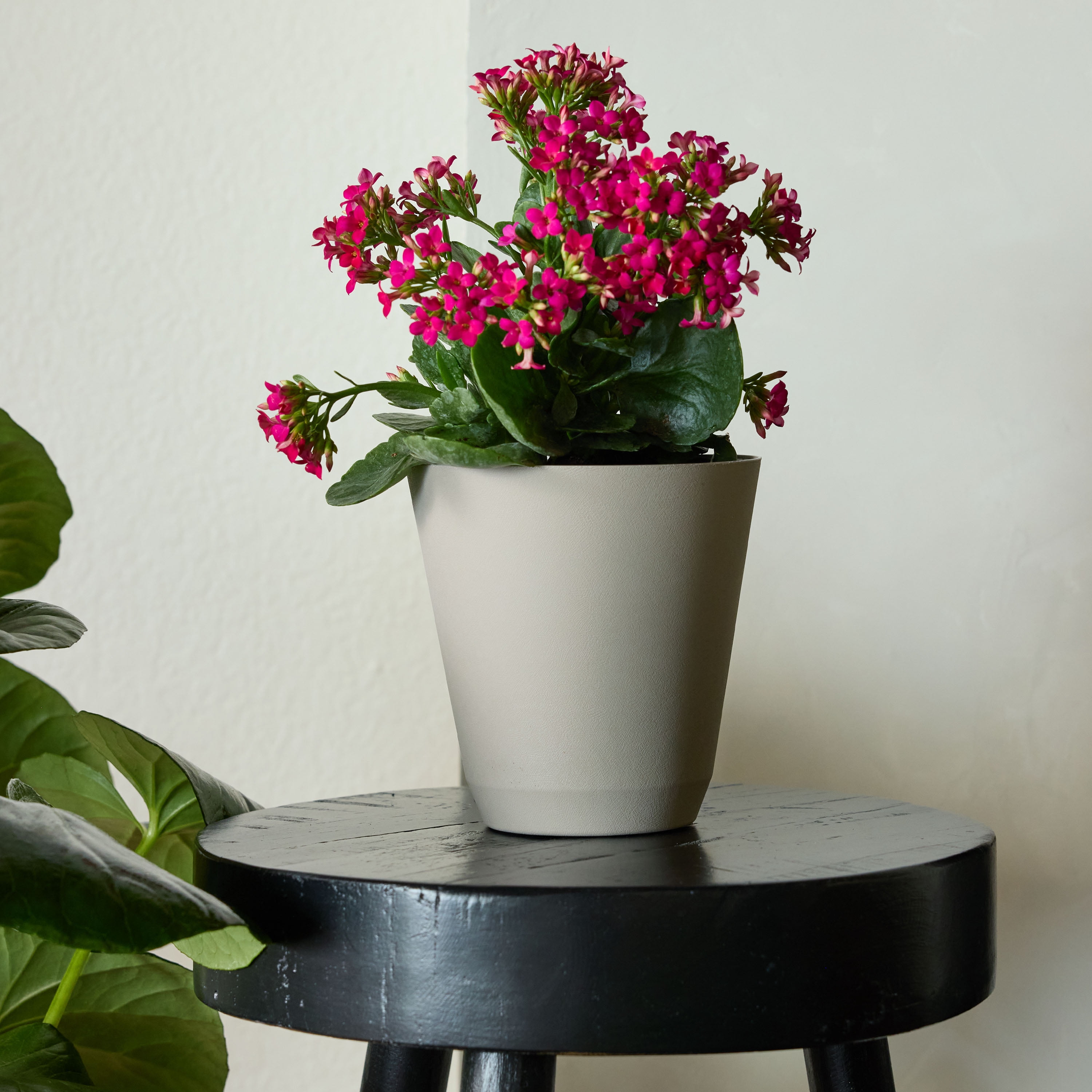 Mainstays 6 in. Beige Resin Self-Watering Planter