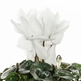 thumbnail image 3 of Better Homes & Gardens 1QT White Cyclamen Live Annual Plant Sun 5-Pack, 3 of 6