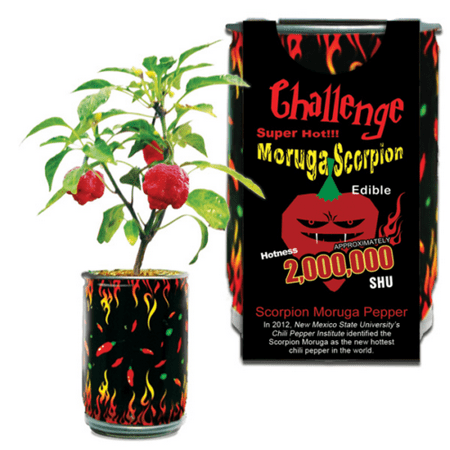 Grow Your Own: Moruga Scorpion Pepper Growing Kit (Best Pepper Plants To Grow)