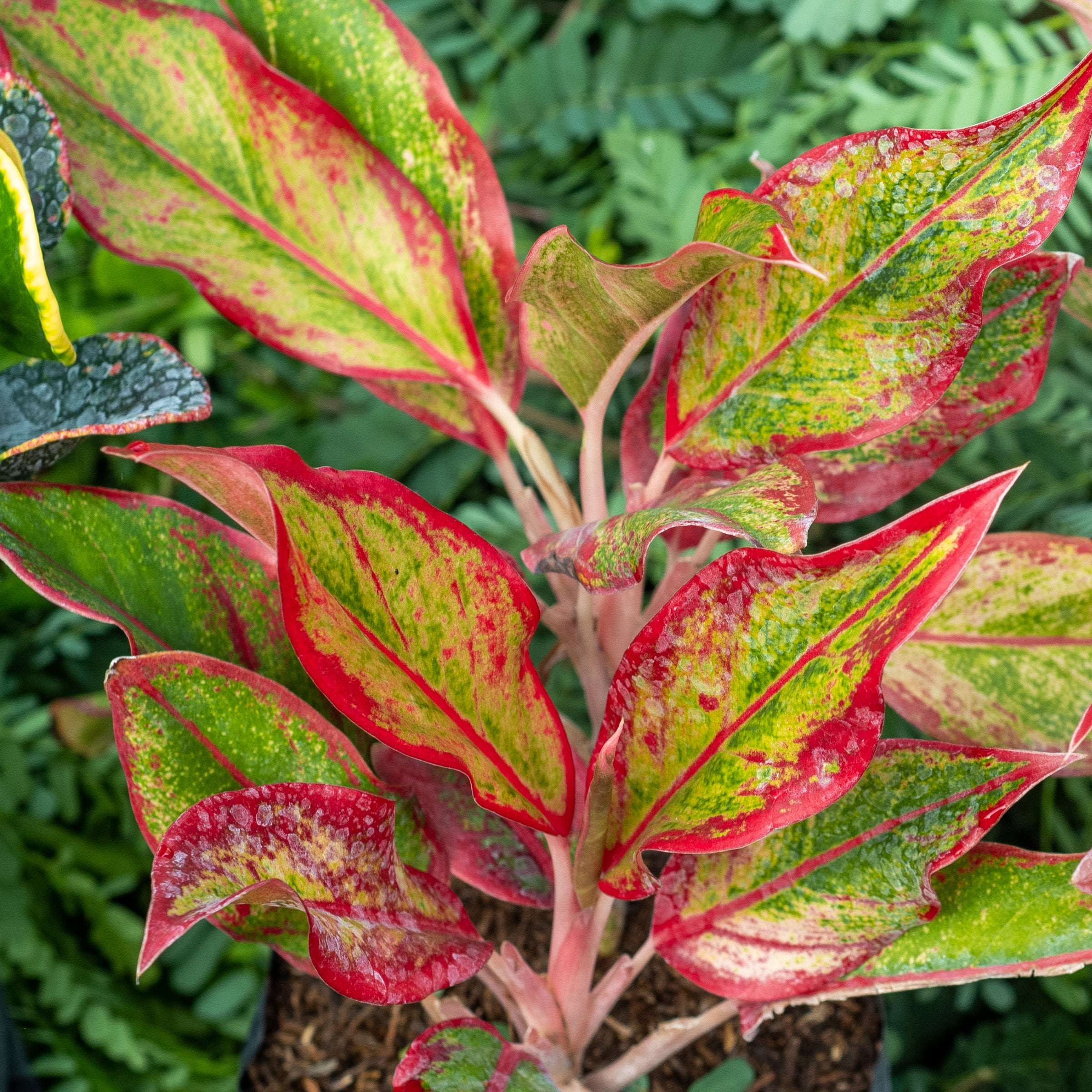 6 in. Aglaonema Aurora Siam Red Plant in Grower Container