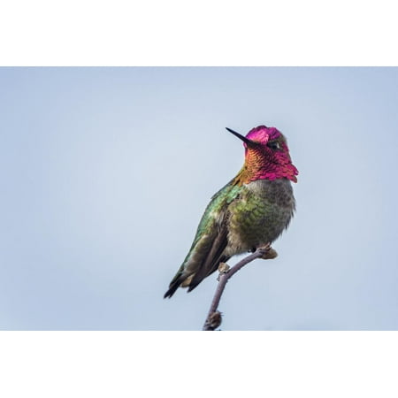 USA. Washington State. male Anna's Hummingbird flashes his iridescent gorget. Print Wall Art By Gary (Best Flash For Bird Photography)
