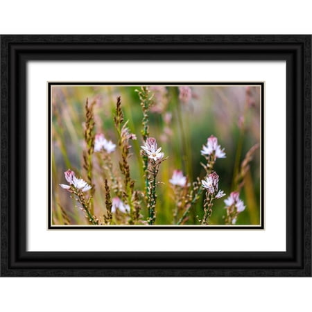Wilson, Emily 24x17 Black Ornate Wood Framed with Double Matting Museum Art Print Titled - Messina Province-Caronia Wild flowers in a field near the medieval town of Caronia
