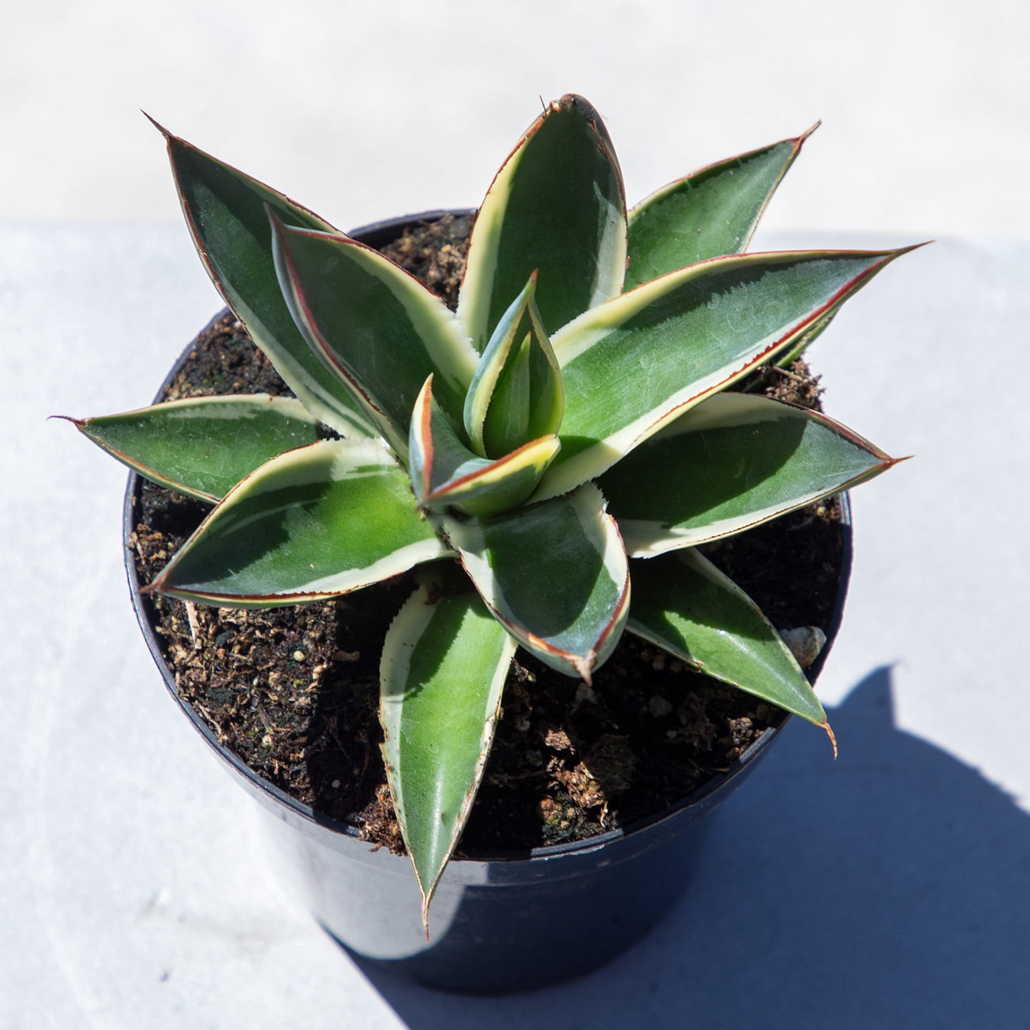 Altman Plants Striped Rare Agave 'Snowglow' Uncommon & Unique Succulent in 3.5" Grower Pot
