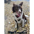 thumbnail image 3 of Bandana Pañuelo Mediana Dods A Cuadros Para Mascotas Perros, 3 of 4
