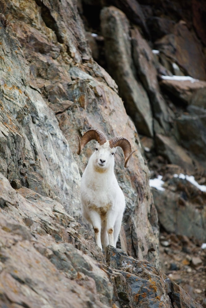 A Curious Full-Curled Dall Sheep Ram Perches On A Rocky Ledge At Mile 107 Of The Seward Highway Near Windy Corner Chugach State Park Southcentral Alaska Autumn Canvas Art - Doug Lindstrand Design Pic